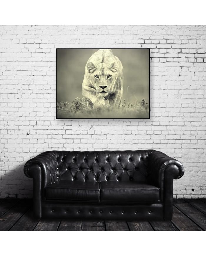 Leona cazando,Parque Nacional Hwange,Zimbabue