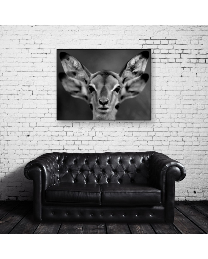 Cervatillos en la sabana africana,Parque Nacional Moremi,