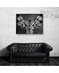 Cervatillos en la sabana africana,Parque Nacional Moremi,