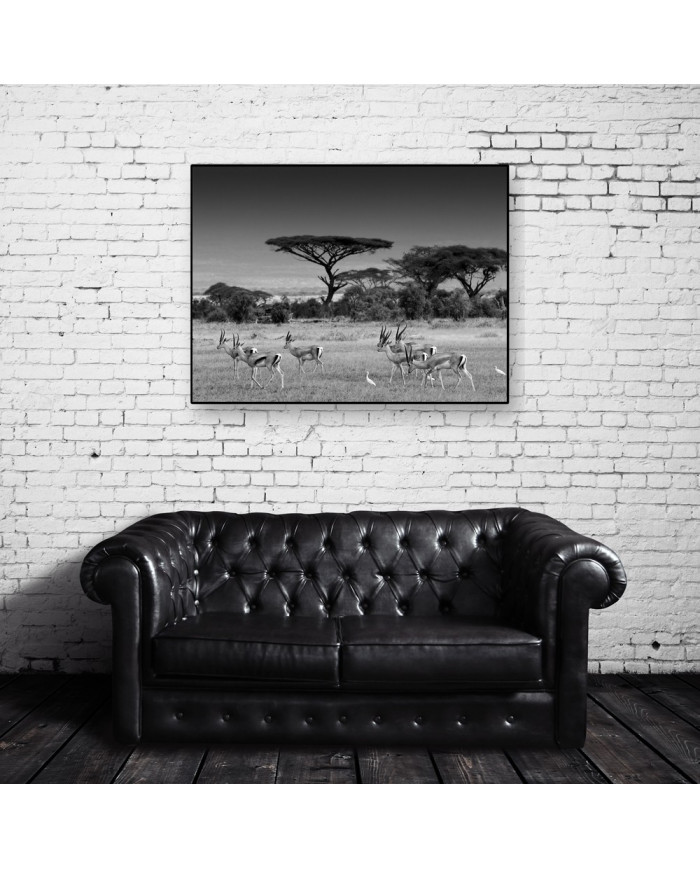 Antílopes en la sabana africana, Parque Nacional Moremi, Botswana