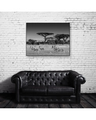 Antílopes en la sabana africana, Parque Nacional Moremi, Botswana