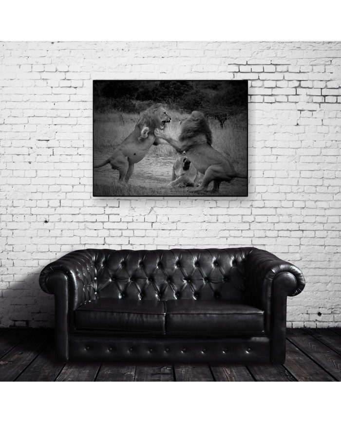 Lucha entre leones, Parque Nacional Masai Mara, Kenia