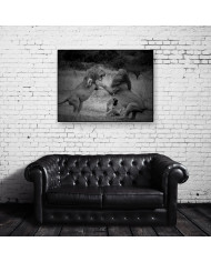 Lucha entre leones, Parque Nacional Masai Mara, Kenia