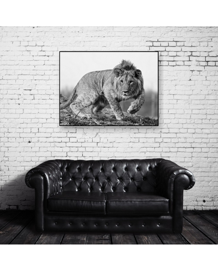 León cachorro, Parque Nacional Kruger, SudÁfrica