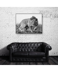 León cachorro, Parque Nacional Kruger, SudÁfrica