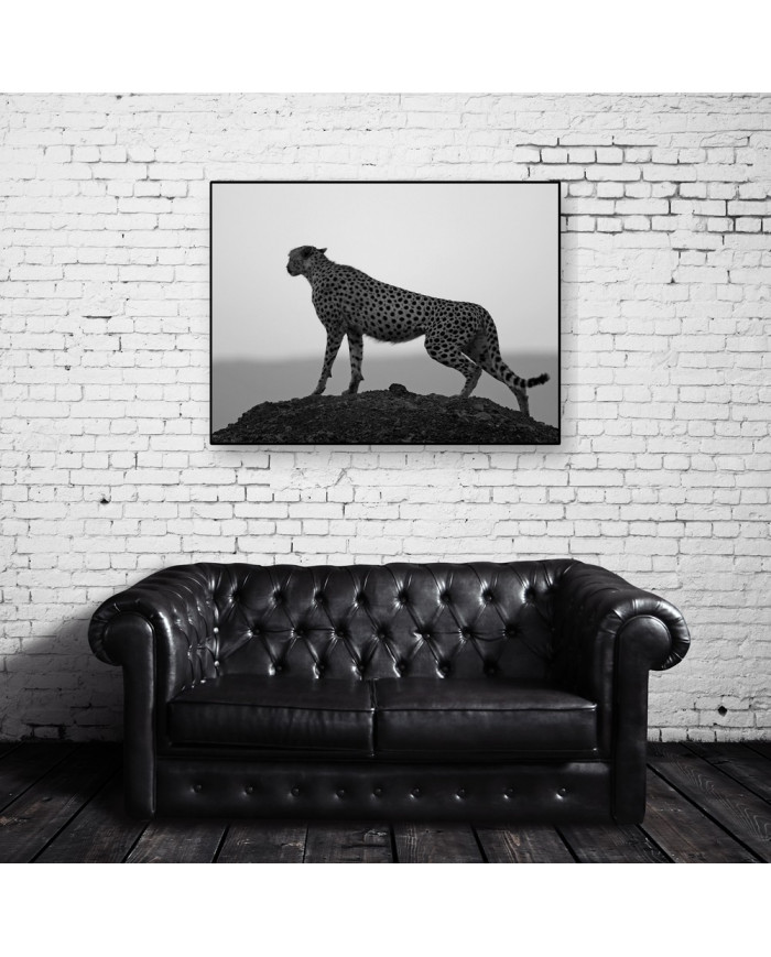 Guepardo,  Parque Nacional Kruger, SudÁfrica