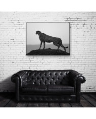 Guepardo,  Parque Nacional Kruger, SudÁfrica