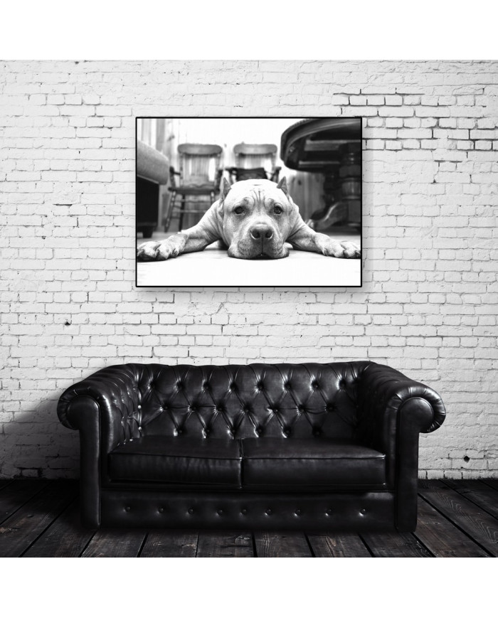 Pit bull terrier americano