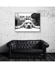 Pit bull terrier americano