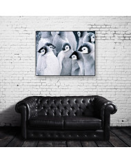 Pingüinos emperador bebés