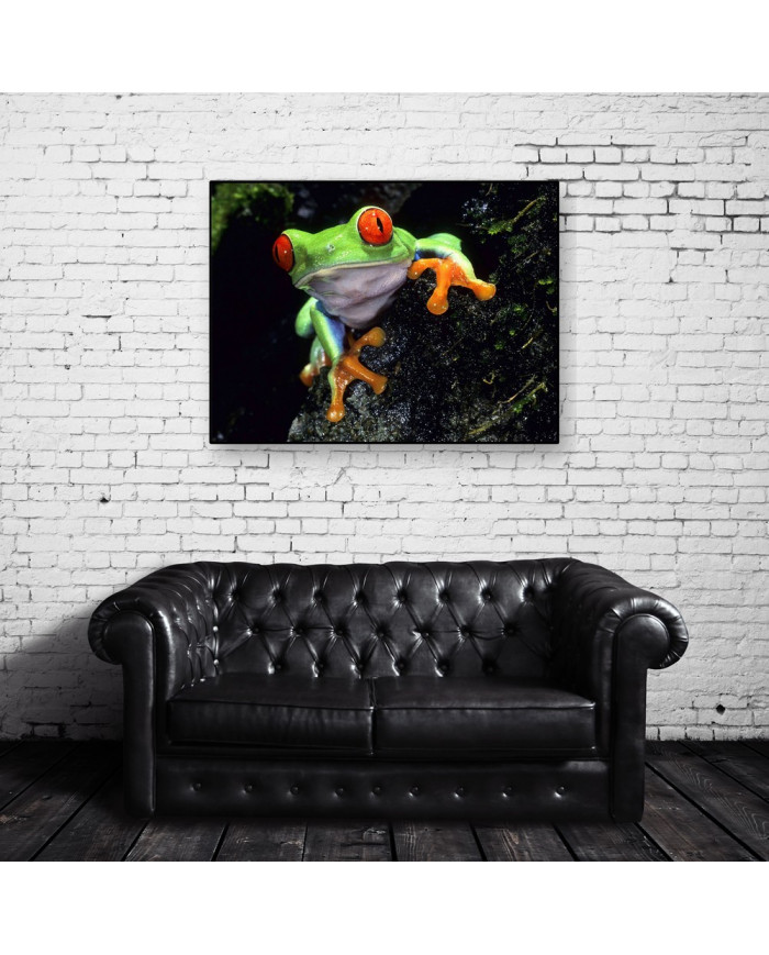 Rana verde de ojos rojos