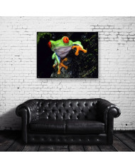 Rana verde de ojos rojos