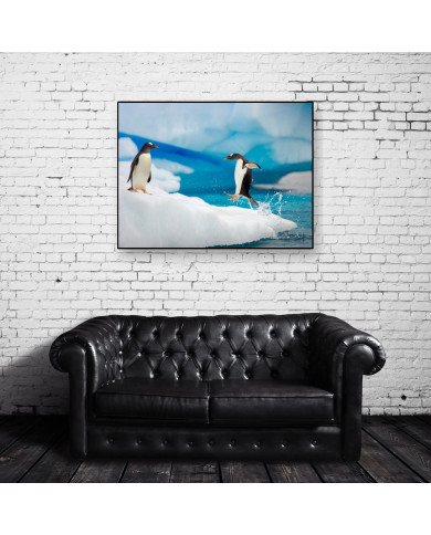 Pingüino emperador Pingüino emperador