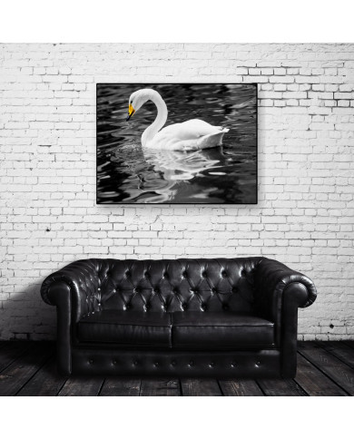 Cisne blanco Cisne blanco