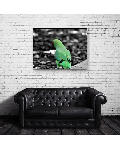 Loro verde Loro verde