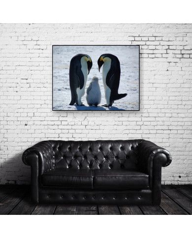 Familia de pingüinos emperador en forma de amor,Antártida Familia de pingüinos emperador en forma de amor,Antártida