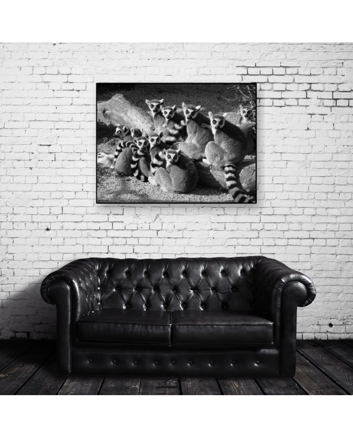 Lemures,Parque Nacional de Ankarana,Magadascar