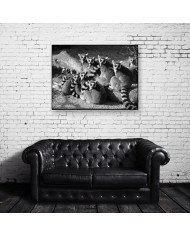 Lemures,Parque Nacional de Ankarana,Magadascar