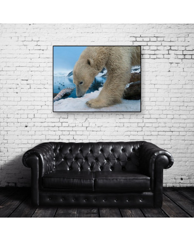 Oso polar,Antártida Oso polar,Antártida