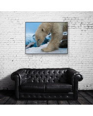 Oso polar,Antártida