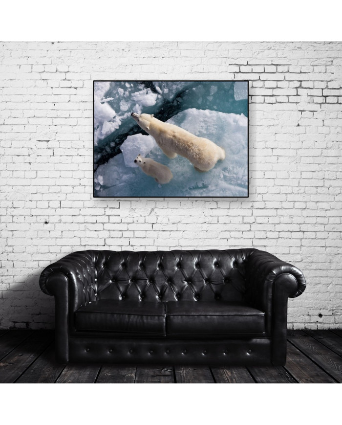 Osos polares,Canadá