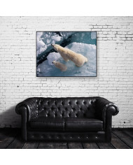 Osos polares,Canadá