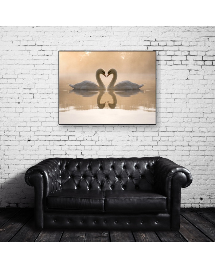 Pareja de cisnes amorosos