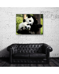 Pareja de osos panda