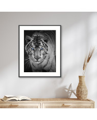 Mirada penetrante del tigre blanco, India