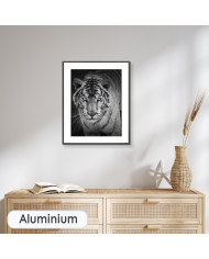 Mirada penetrante del tigre blanco, India