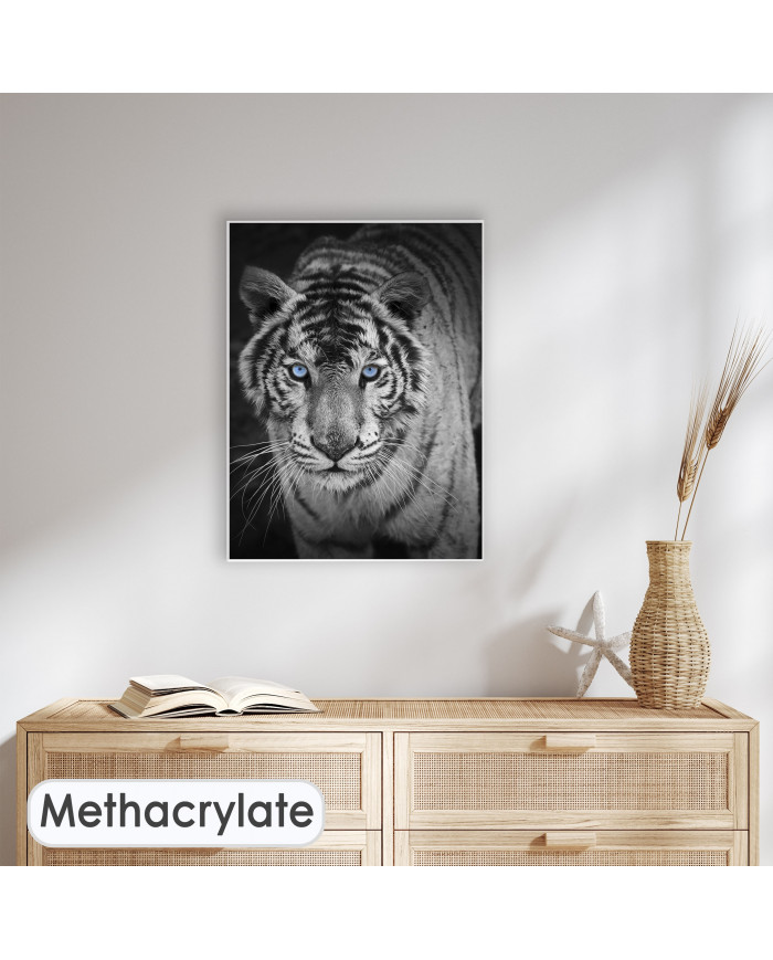 Mirada penetrante del tigre blanco, India