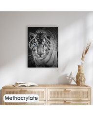 Mirada penetrante del tigre blanco, India