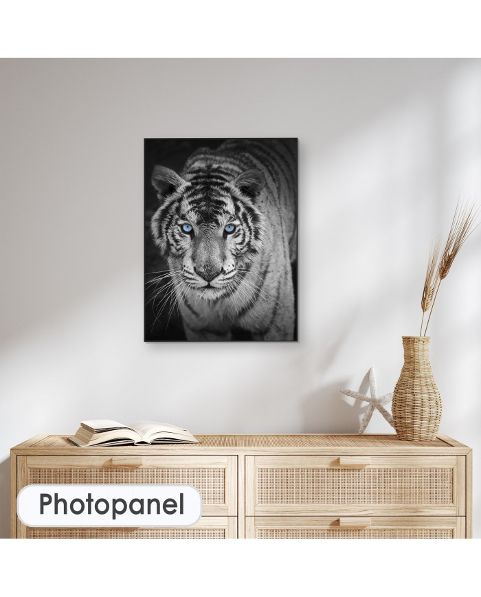 Mirada penetrante del tigre blanco, India