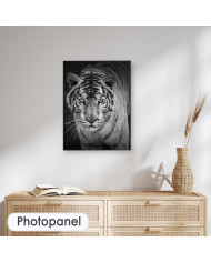 Mirada penetrante del tigre blanco, India