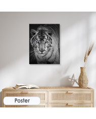 Mirada penetrante del tigre blanco, India