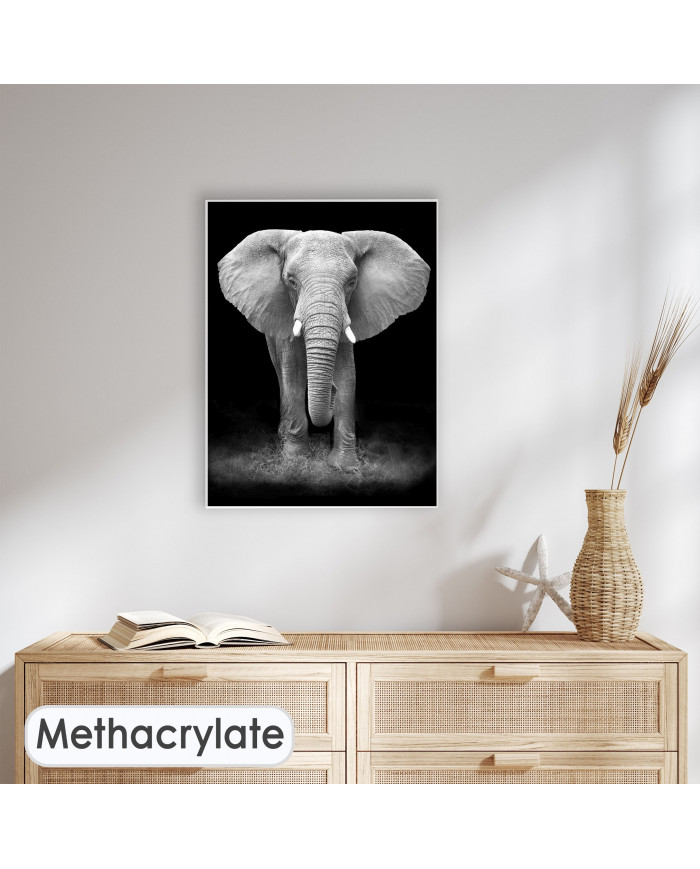 Elefante en la reserva de Gondwana, SudÁfrica