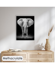 Elefante en la reserva de Gondwana, SudÁfrica