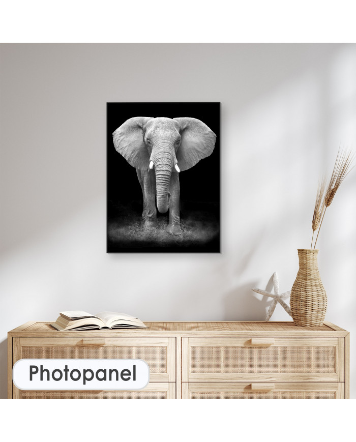 Elefante en la reserva de Gondwana, SudÁfrica