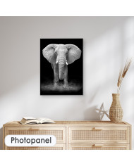 Elefante en la reserva de Gondwana, SudÁfrica