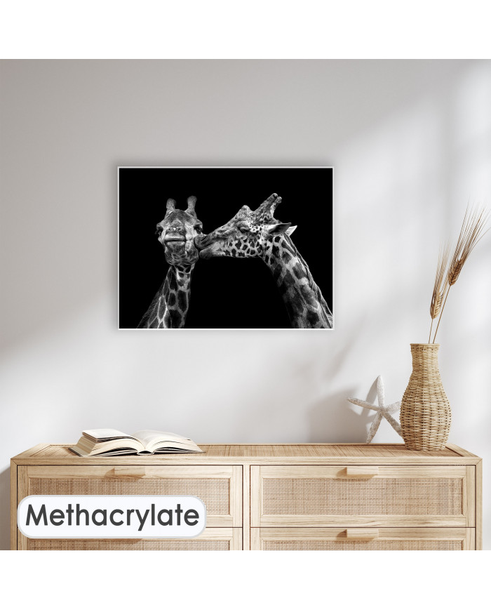 Retrato de jirafas besándose