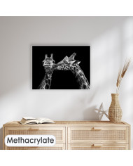 Retrato de jirafas besándose