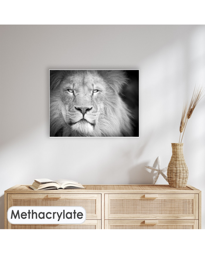 Retrato de un león, Parque Nacional Serengueti, Tanzania