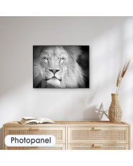 Retrato de un león, Parque Nacional Serengueti, Tanzania