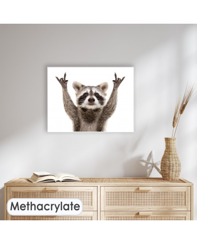 Mapache colega Mapache colega