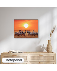 Zebras en el Parque Nacional de Serengueti, Tanzania