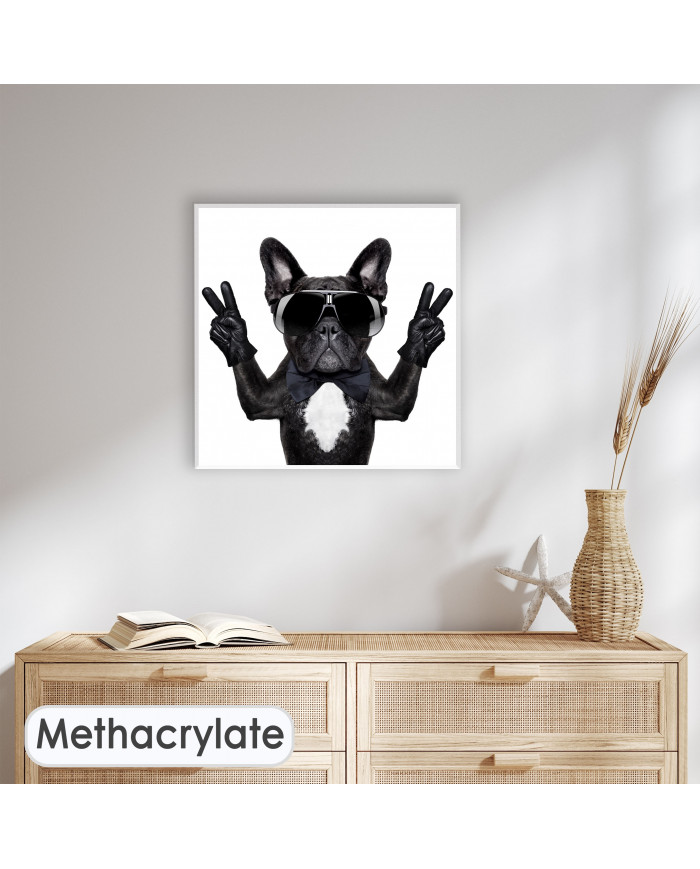 Victoria del buldog francés