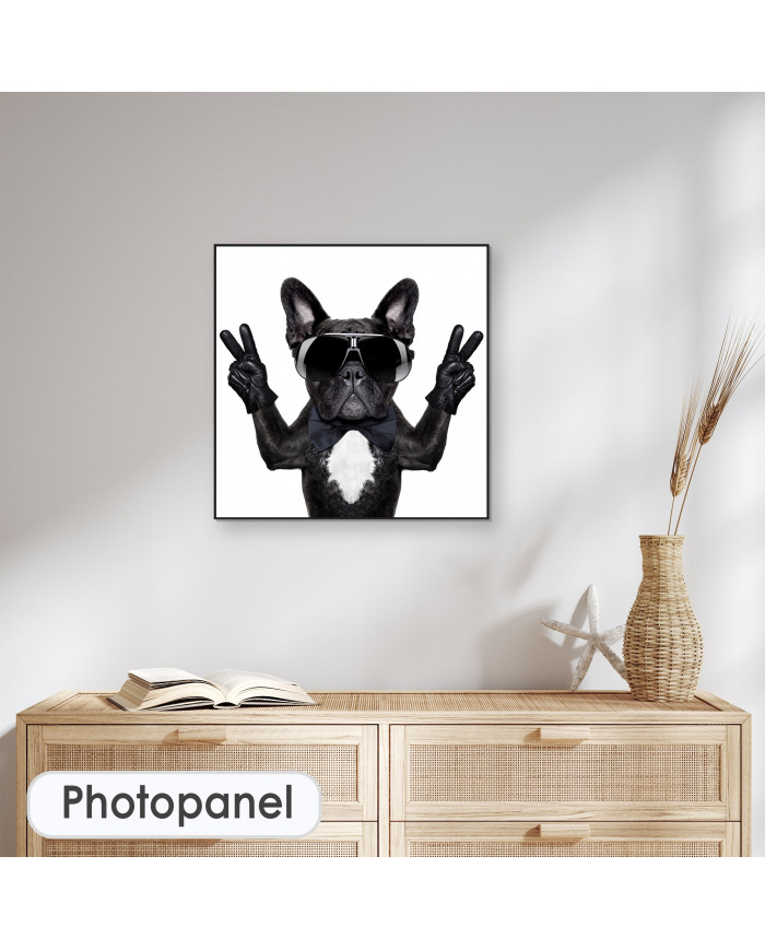 Victoria del buldog francés