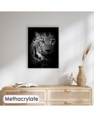 Retrato de un leopardo, Parque Nacional Kruger, SudÁfrica