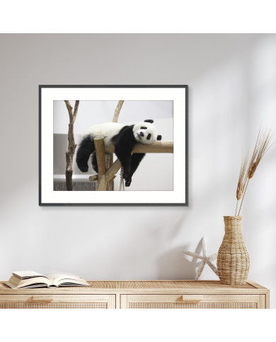 Oso panda Oso panda