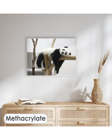Oso panda Oso panda